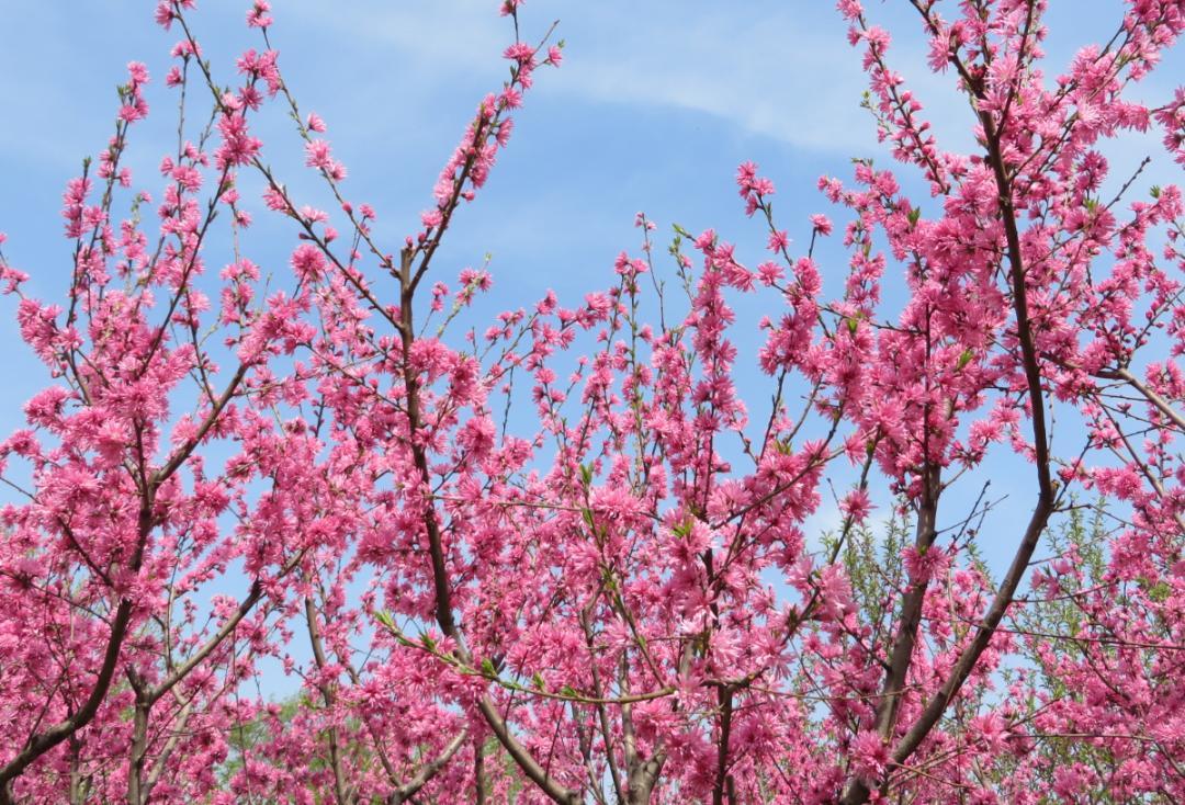 济南忽的来到花季，各种鲜花争芳斗艳，路边的连翘、碧桃、樱花，还有很多叫不上名字，