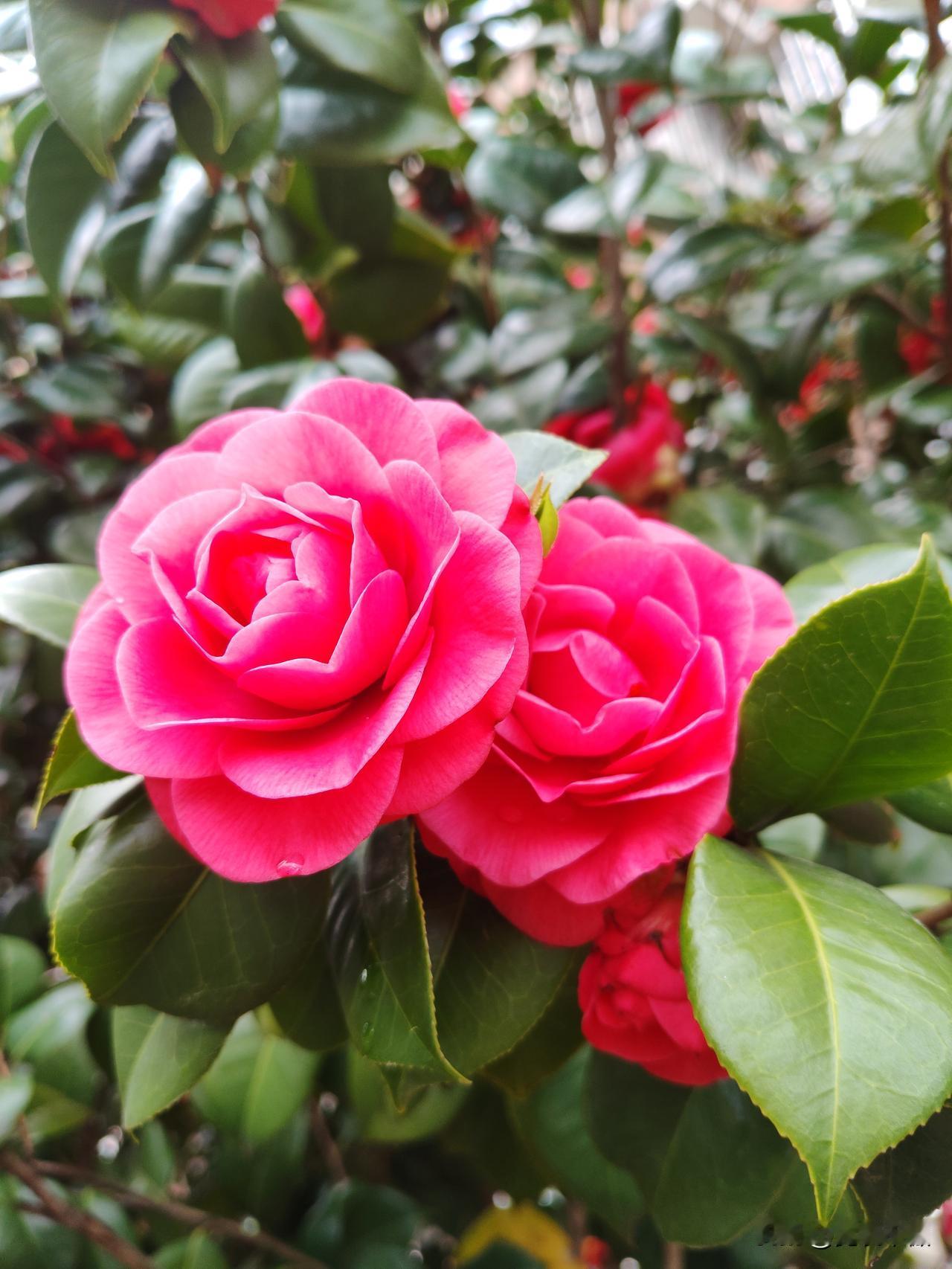分享公园里的一朵花这几天的山茶花实在太美了，特意拍了几张，娇艳欲滴的模样是否萌到