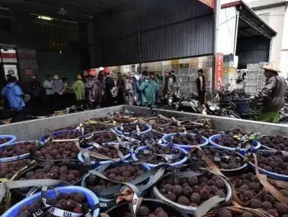 收购价从6块跌到了1块还是卖不出，杨梅果农这才是彻底慌了！
杨梅泡药事件而导致的