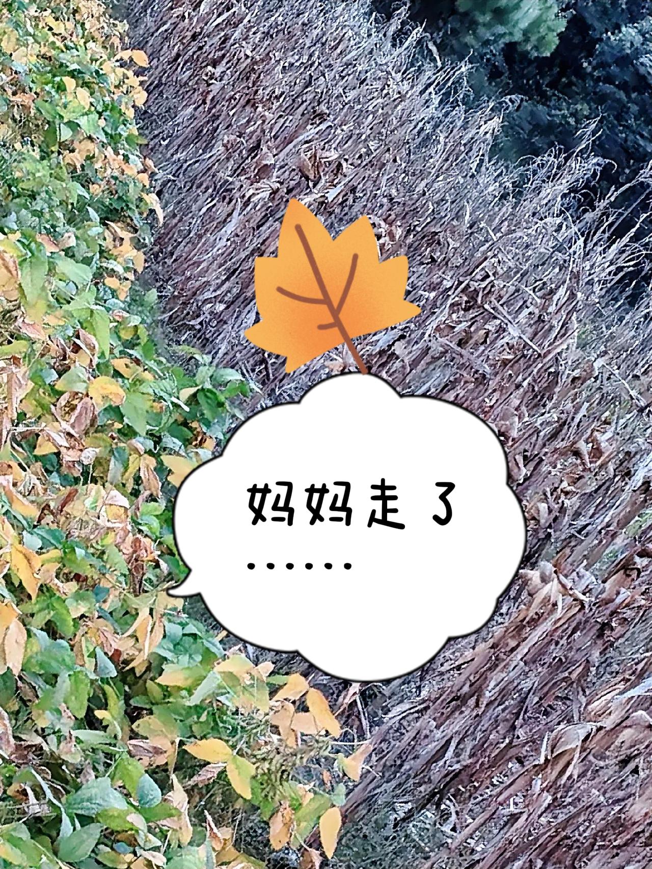 妈妈走了
她眼里流出幸福的眼泪
带着痛的微笑
向整个病房蔓延开来
那一秒
她感到