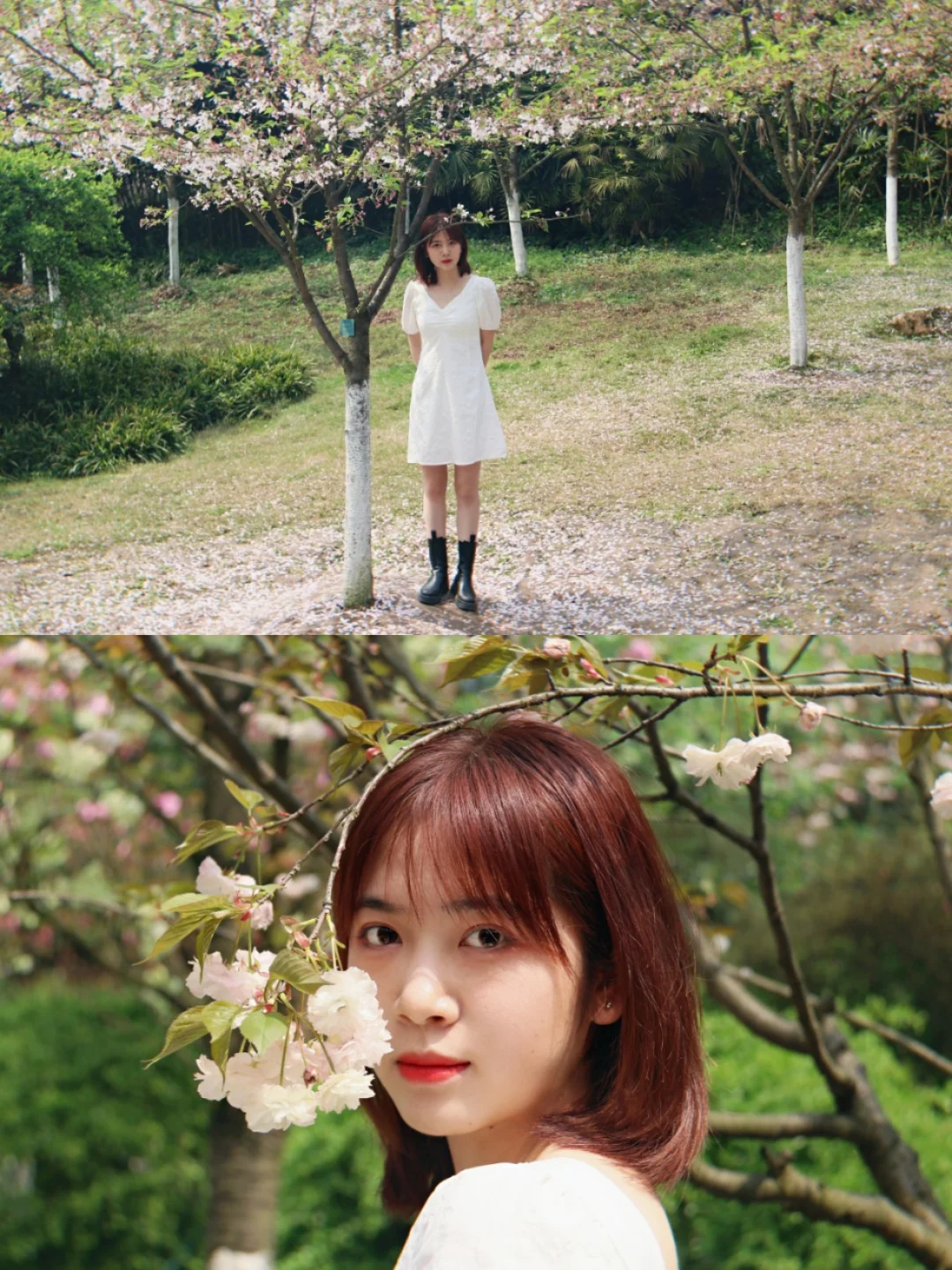 樱花季节🌸打卡南山植物园