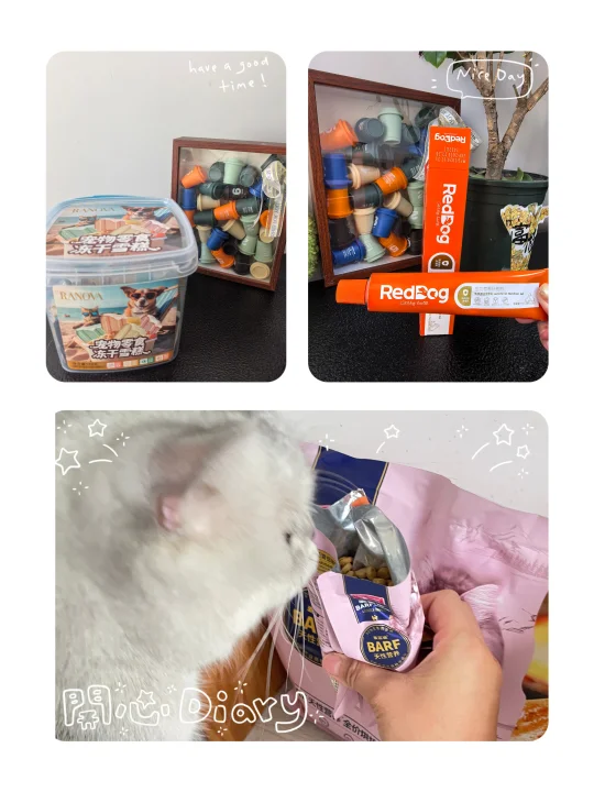 预算砍半！抠门养出贵妇猫！