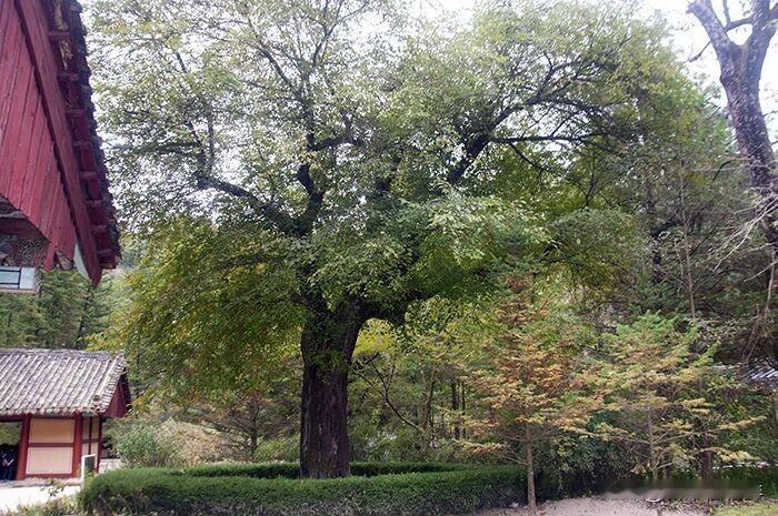 妙香山山桑


我国名山妙香山普贤寺附近有天然纪念物——山桑。
据传，这棵树是1
