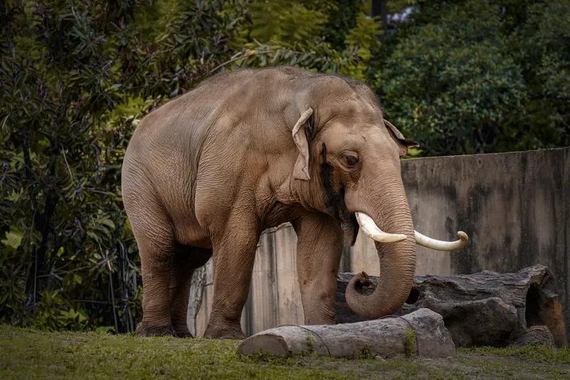 【有一天蚂蚁去和大象比力气，蚂蚁自豪的说自己能举起比自己重一百多倍的东西，这时大