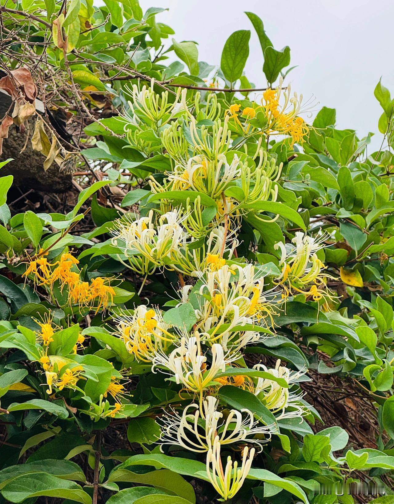 金银花～七绝
文/小溪若岚
烂漫花间一盏茶，
安安静静伴晨霞。
残红褪尽争奇艳，