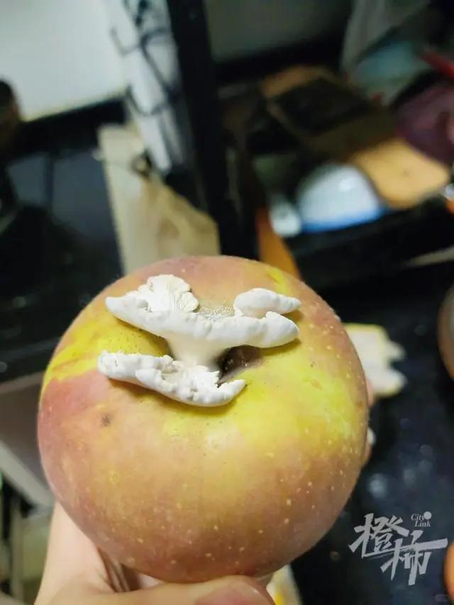 苹果里长出蘑菇，这样的蘑菇能吃吗？味道如何？

浙江德清的邓某家中一只苹果忘记吃