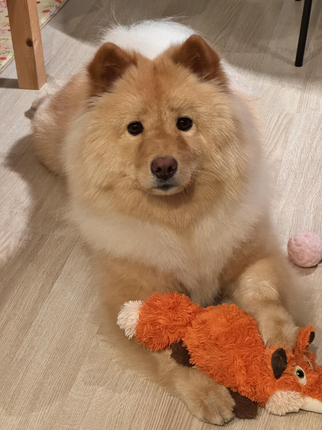 小豆不嘻嘻
