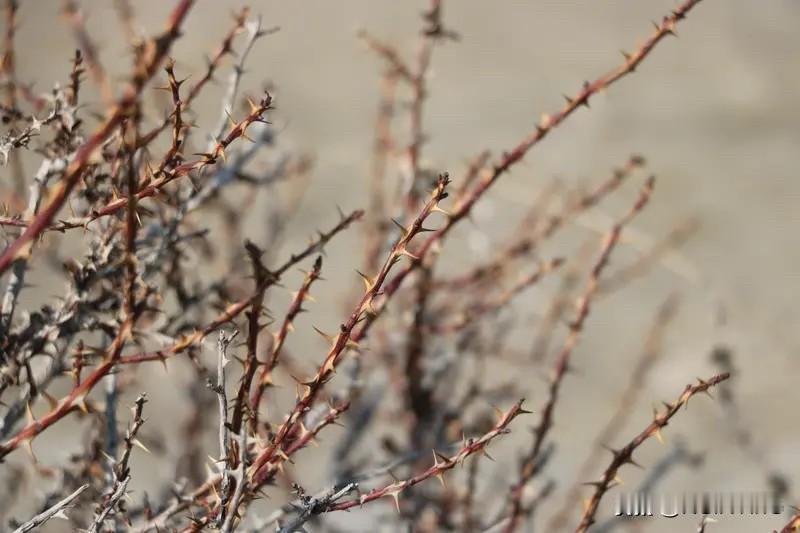 把荆棘当作铺满鲜花的原野，人间便没有什么能将你折磨。