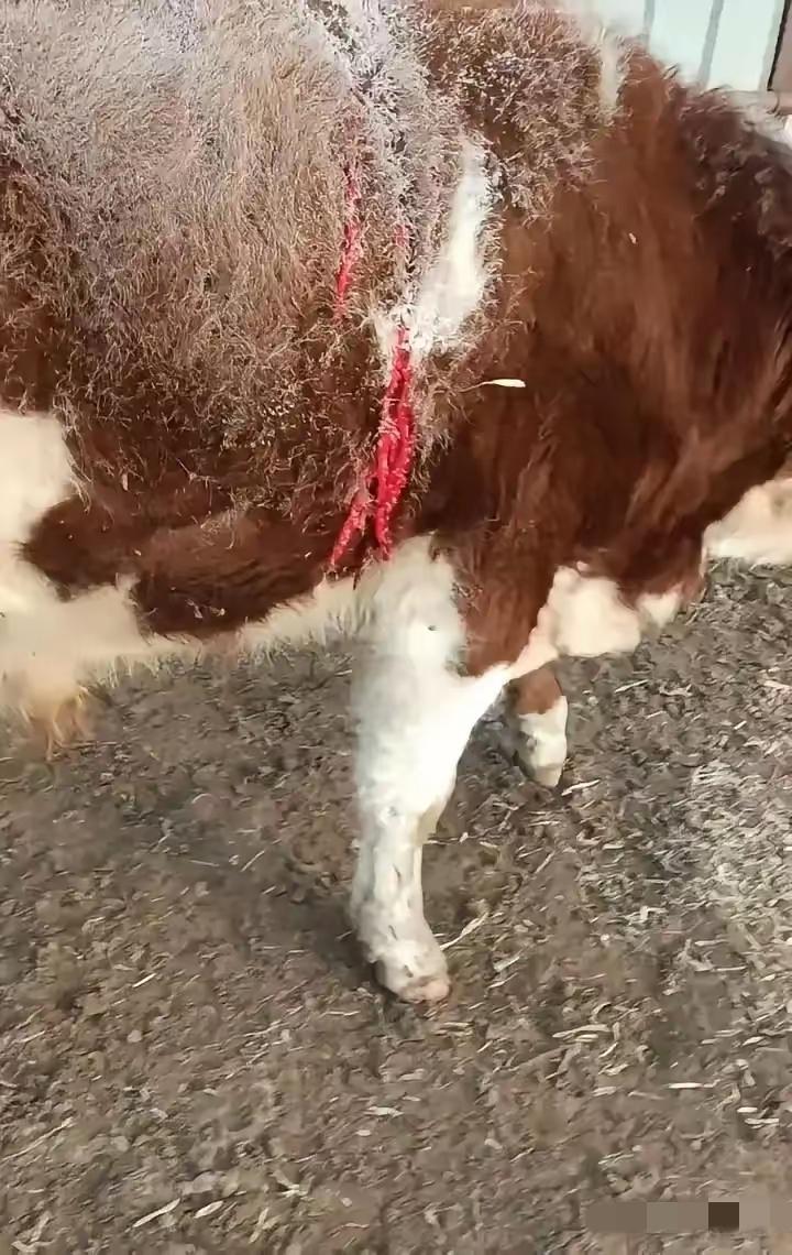 1月21日凌晨，吉林延边珲春市密江乡下洼子村闹出大动静！野生东北虎下山直奔村民牛