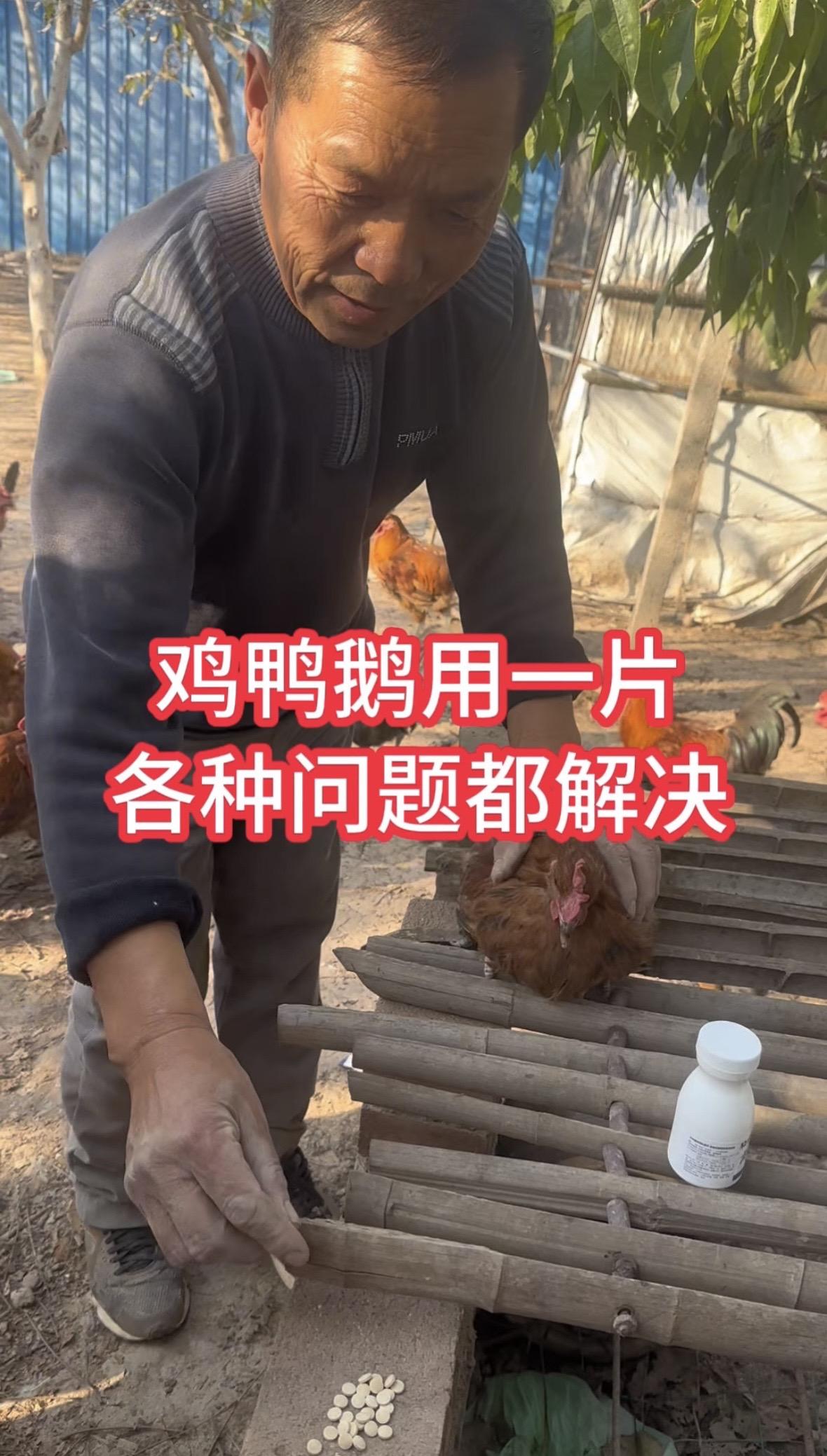 鸡鸭鹅养殖[话题] 养鸡小妙招[话题] 养殖人不容易[话题] 科学养鸡[话题] 