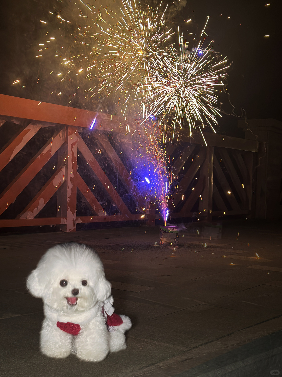 小狗与烟花真的很配耶！ 