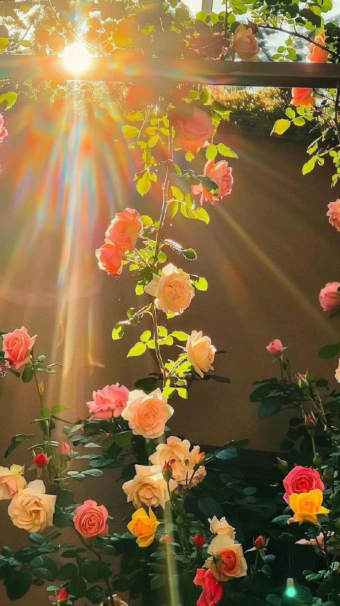 丁达尔与玫瑰花的碰撞！ ​ ​​​