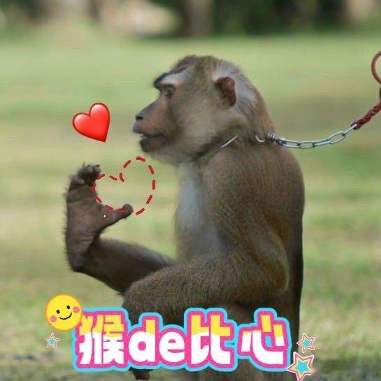 论打工猴的职业修养无法复刻的猴工椰奶原来我喝的不是椰奶，是猴子的职业素养，高空作