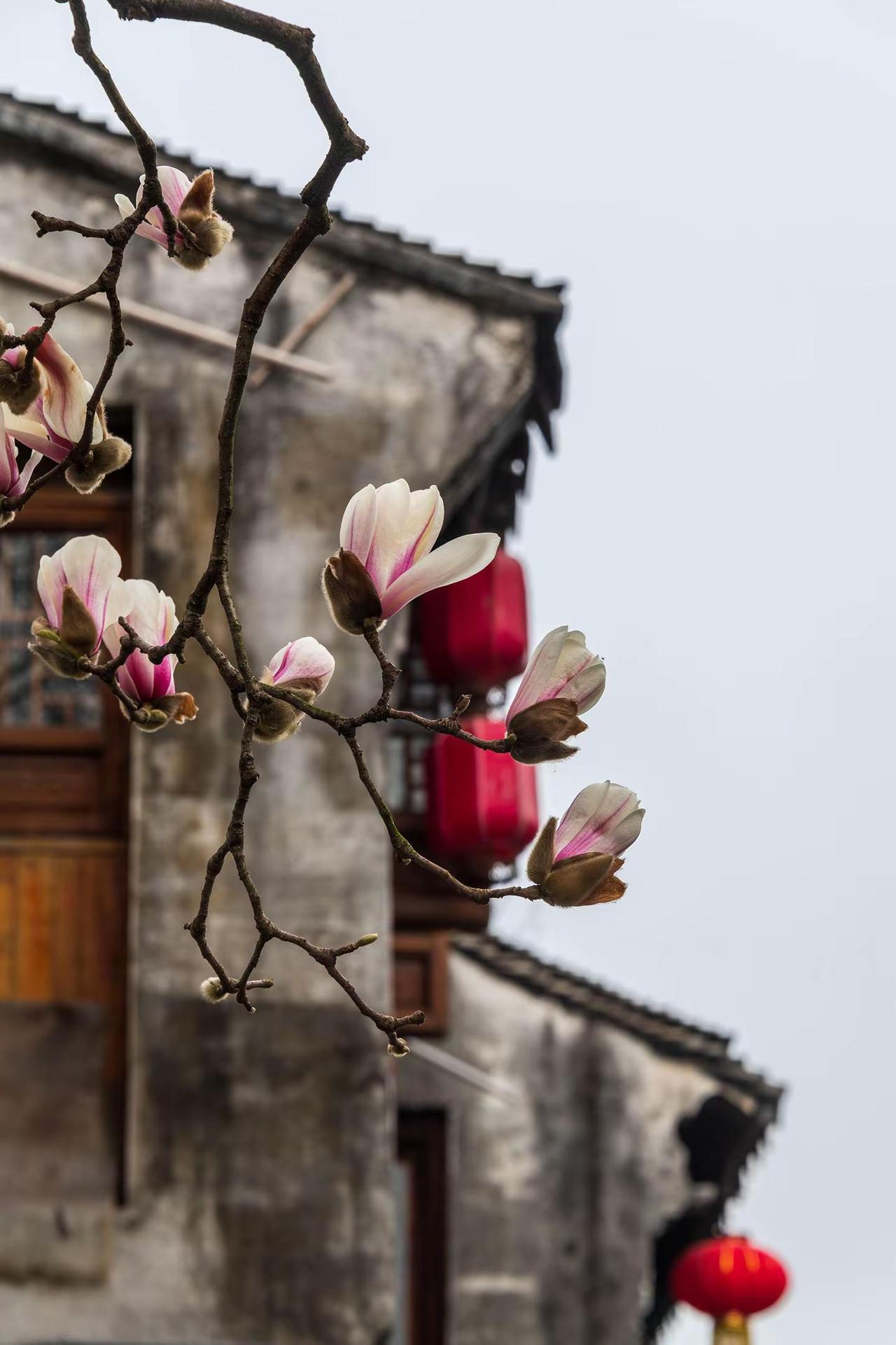 周庄。周庄摄影 我的摄影日记 摄影师镜头下的东方美学 原创作品