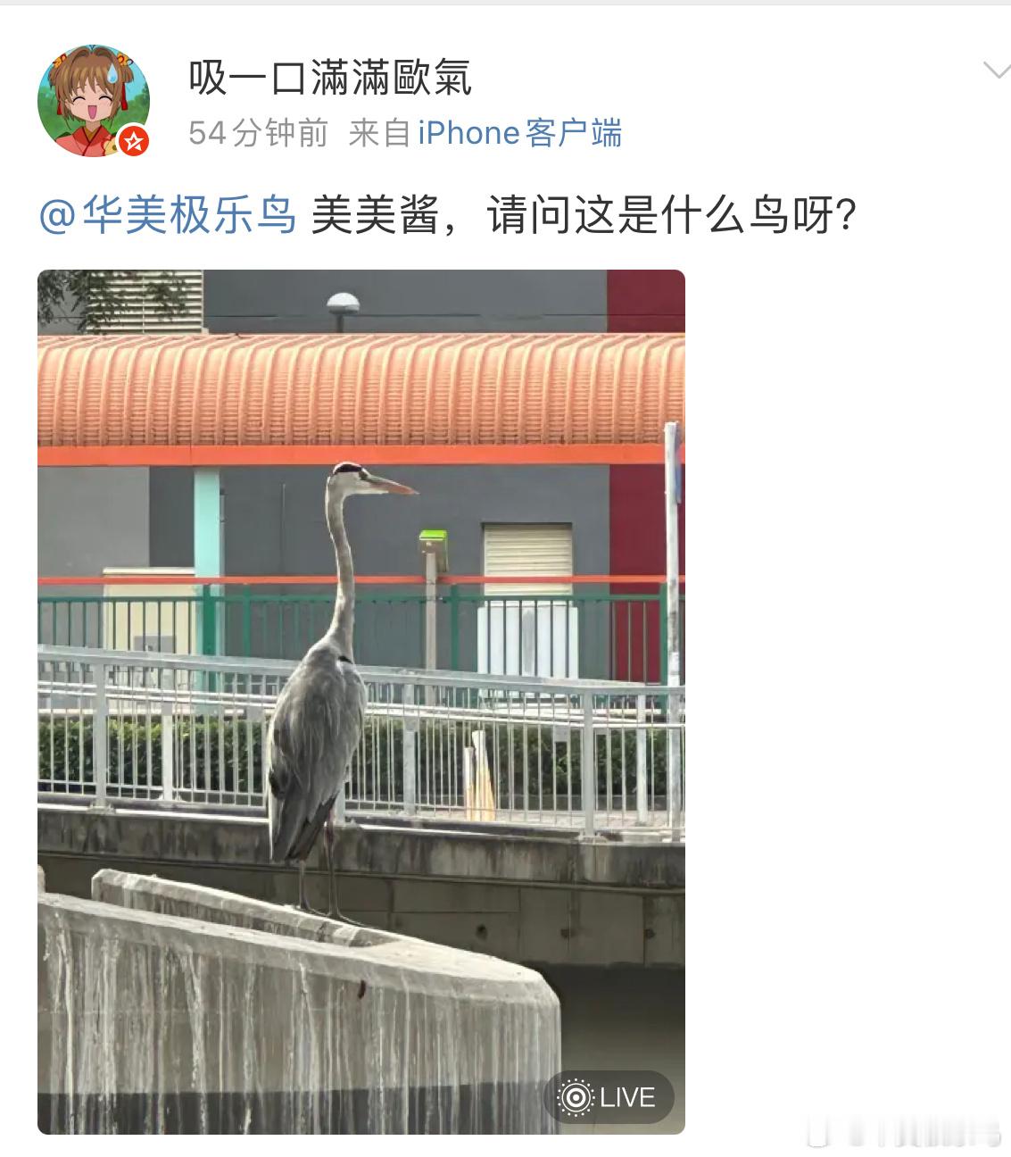 岸边思考鸟生的【苍鹭】这个位置看样子经常有鹭类的鸟光顾拉的粑粑跟刷漆一样 