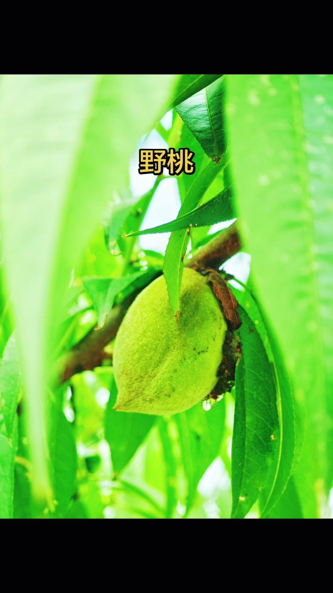 🌸野桃为何长不大？3000年一开花，3000年一结果，这野桃的生长周期真叫人惊