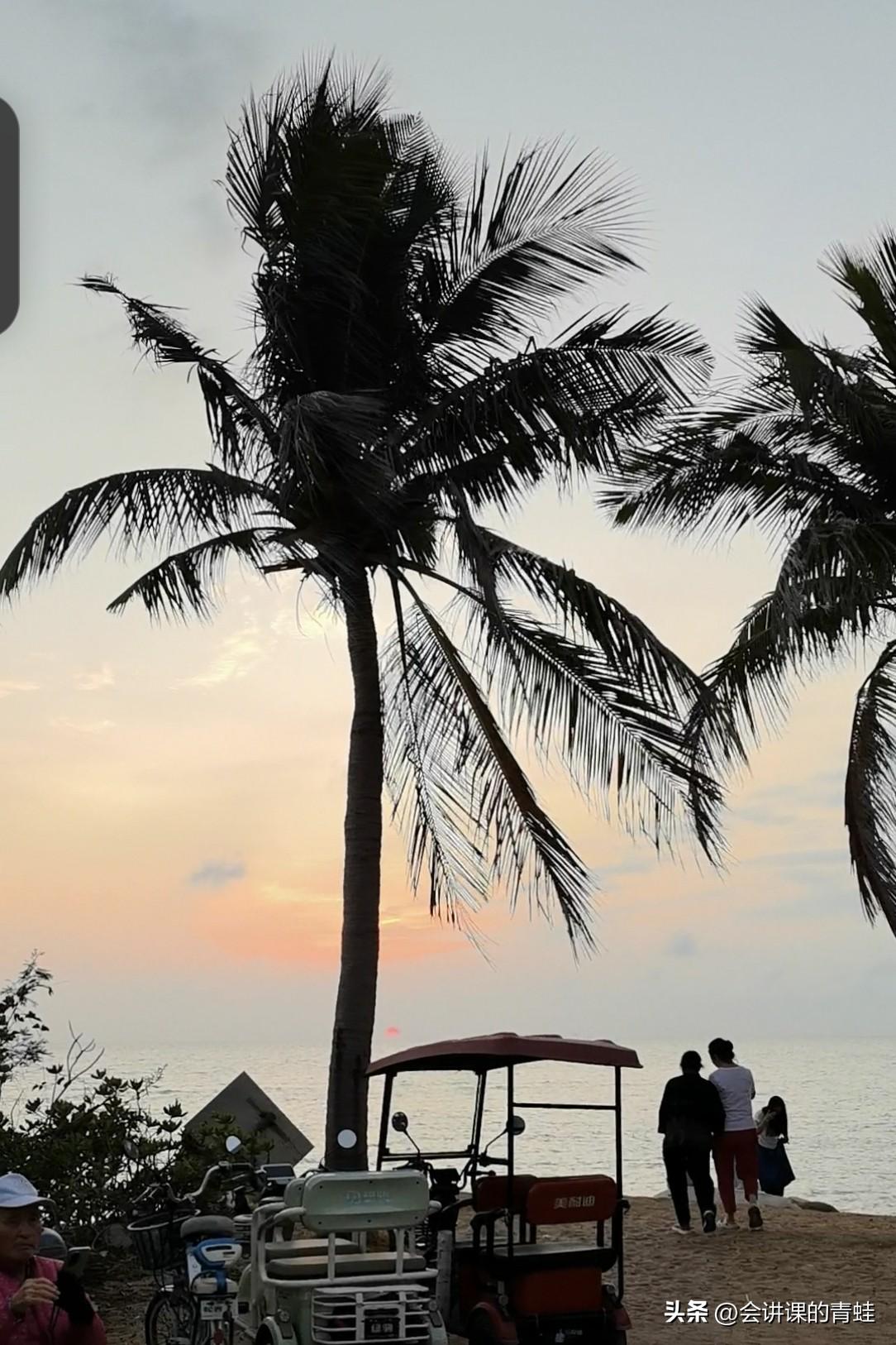 发一张图证明你去过海南椰树是海南的标识，在海南必在椰树下留下足迹！椰树海报 椰树