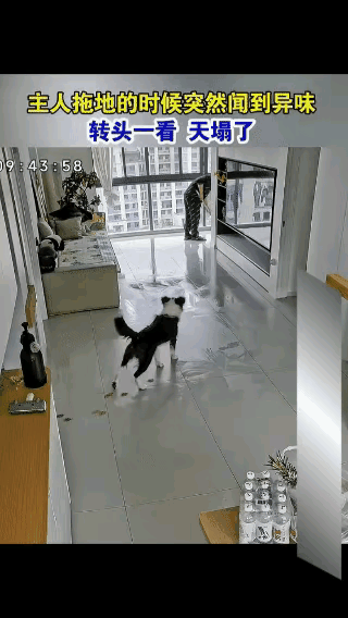 我一直认为养狗人家里很脏，而且有些脏是不易察觉的，比如狗毛、狗涎、病菌等等。我曾