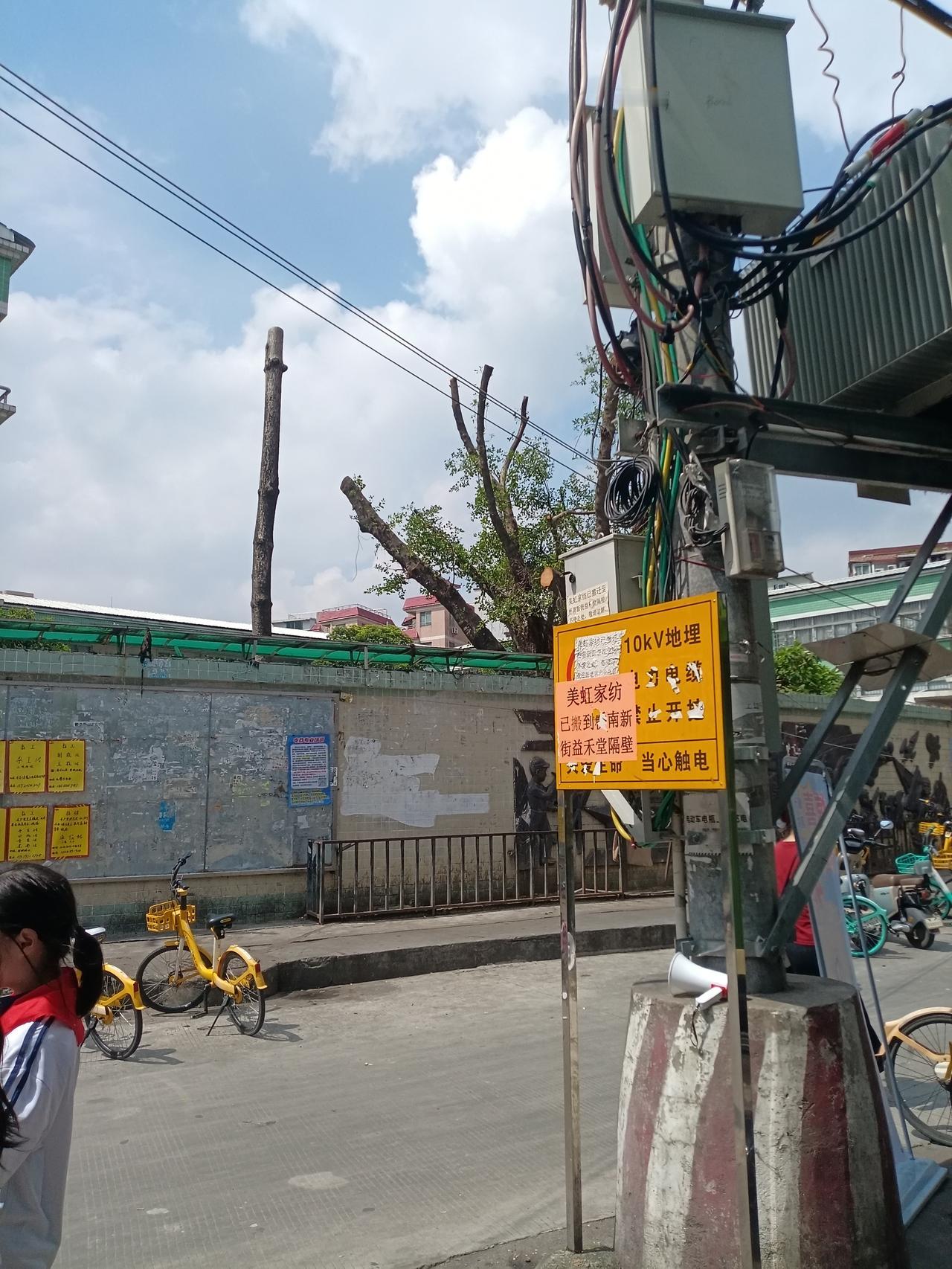 广州海珠区东风第二小学这里，好多树砍断了树枝，树枝太大太多太密了，影响道路上面的