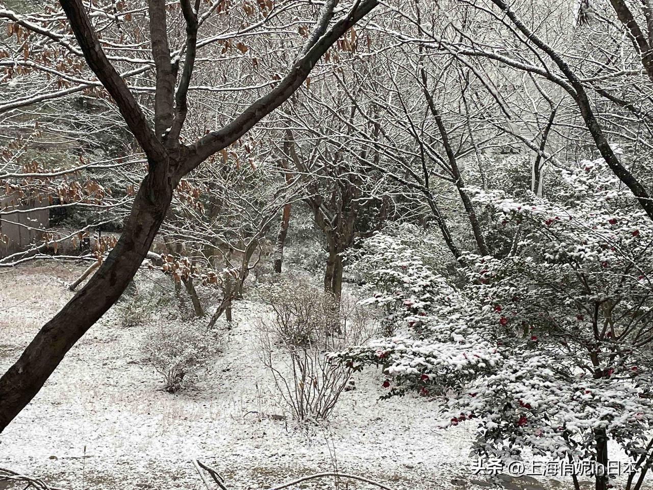 下雪了❄️。有喜欢坐在窗前看窗外雪花飞舞的吗？[憨笑]
日光鬼怒川温泉♨️枫度假