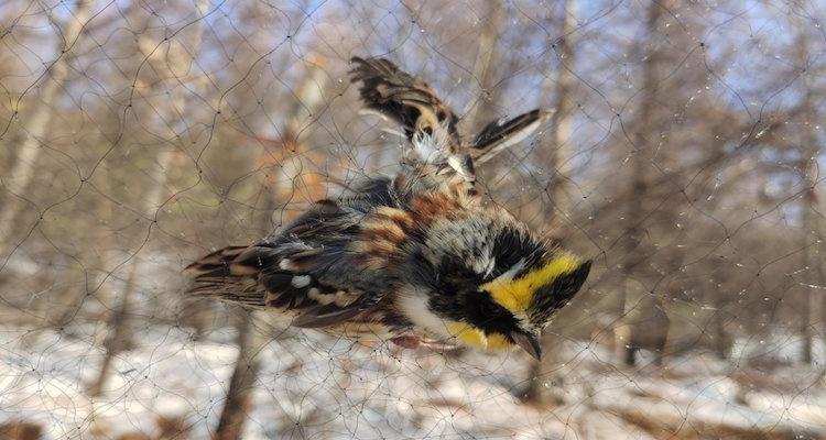 【20多只猫头鹰惨死鸟网】2026年3月17日， 阳春三月，湖南株洲大地油菜花盛