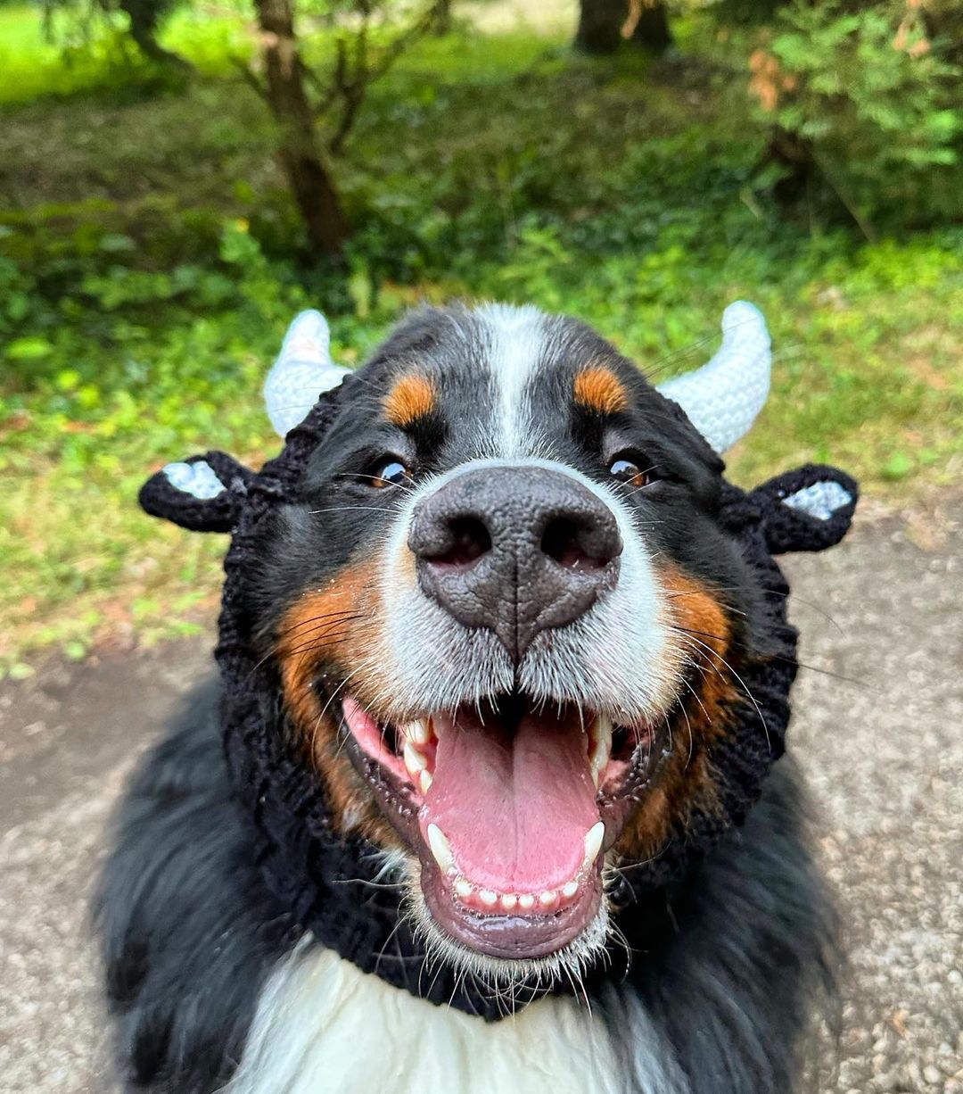 哞哞哞！我是牛魔王！ig：razzothebernese ​​​