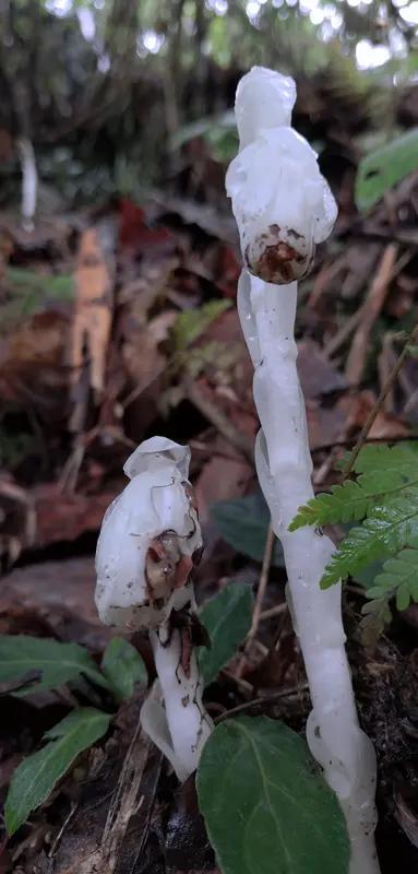 湖南邵阳南山国家公园工作人员在海拔约 1100 米的杜鹃林内，发现 400 余株