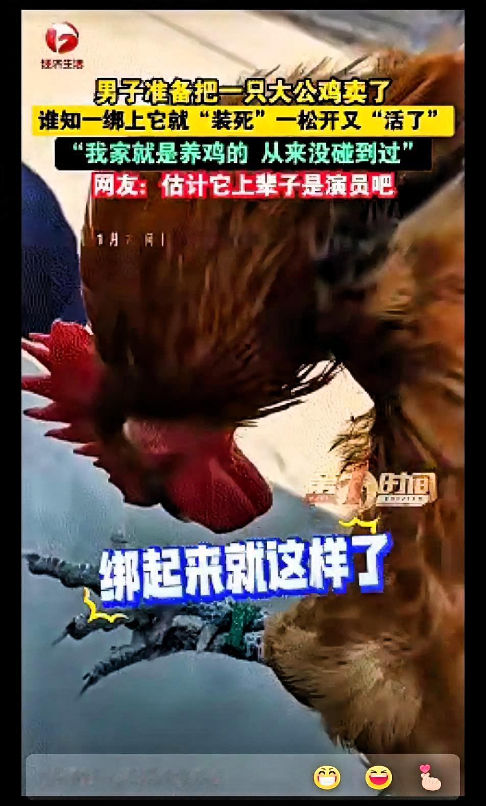 笑不活了！
近日安徽宿州，男子准备卖掉家中养的大公鸡，没想到刚把公鸡提起来绑好。