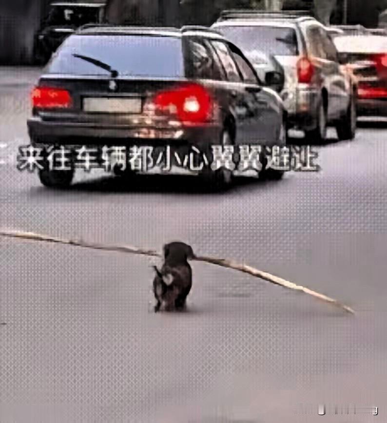 谁能想到，一只小狗的执念，能戳中无数人心里最软的地方！拾荒老奶奶走了，小狗却还日