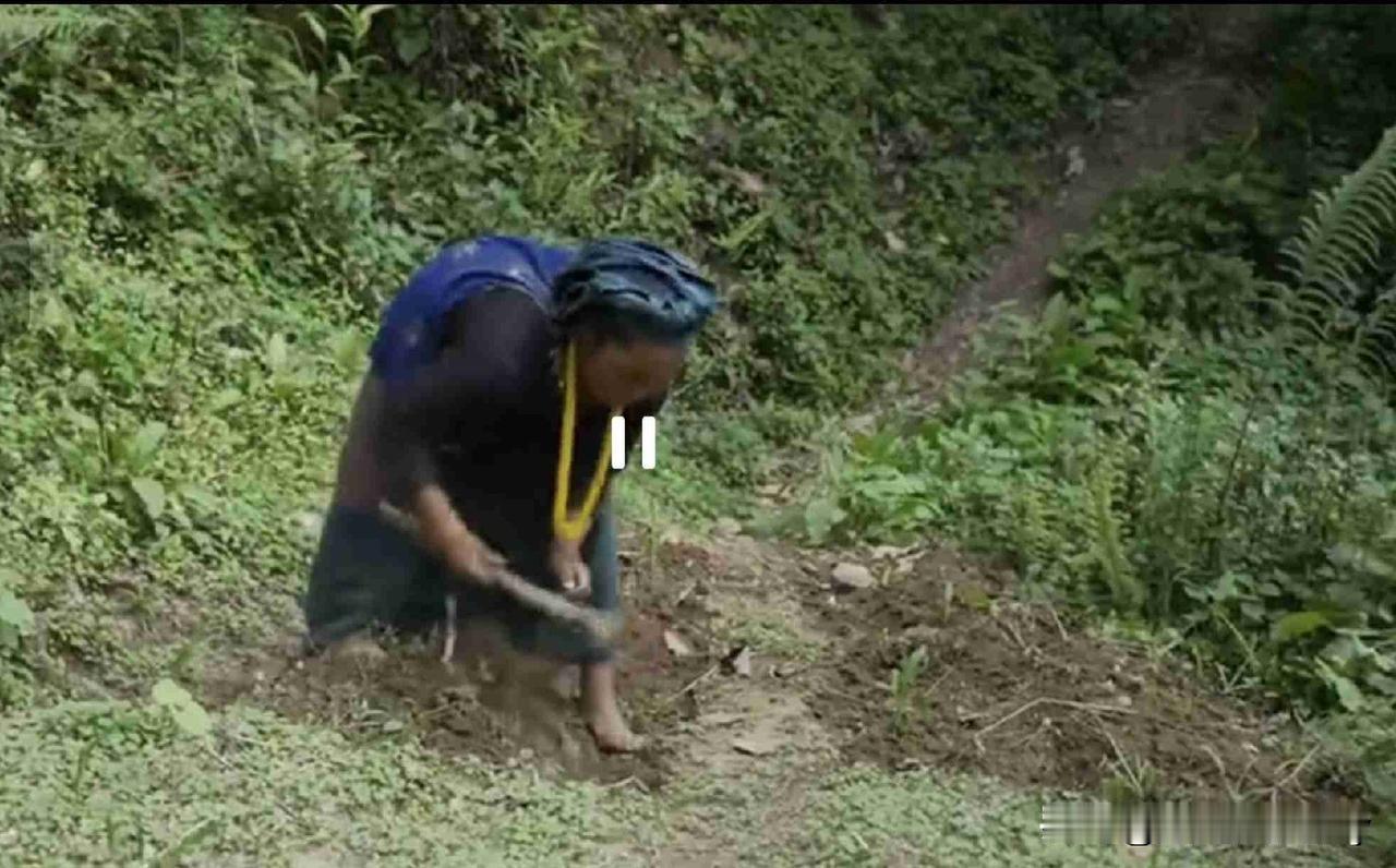 春耕生产进入中耕管理阶段，翠花家地里见草不见庄稼，有人担忧他家今年的收成，够吃吗
