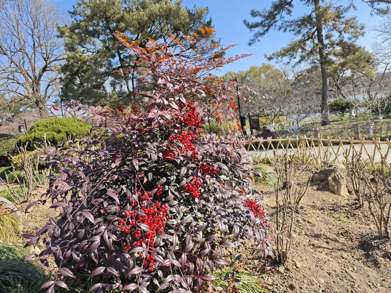 大地回春万物复苏的春天悄悄的来了，脚下的小草也开始变的生机勃勃，腊梅花和迎春花在
