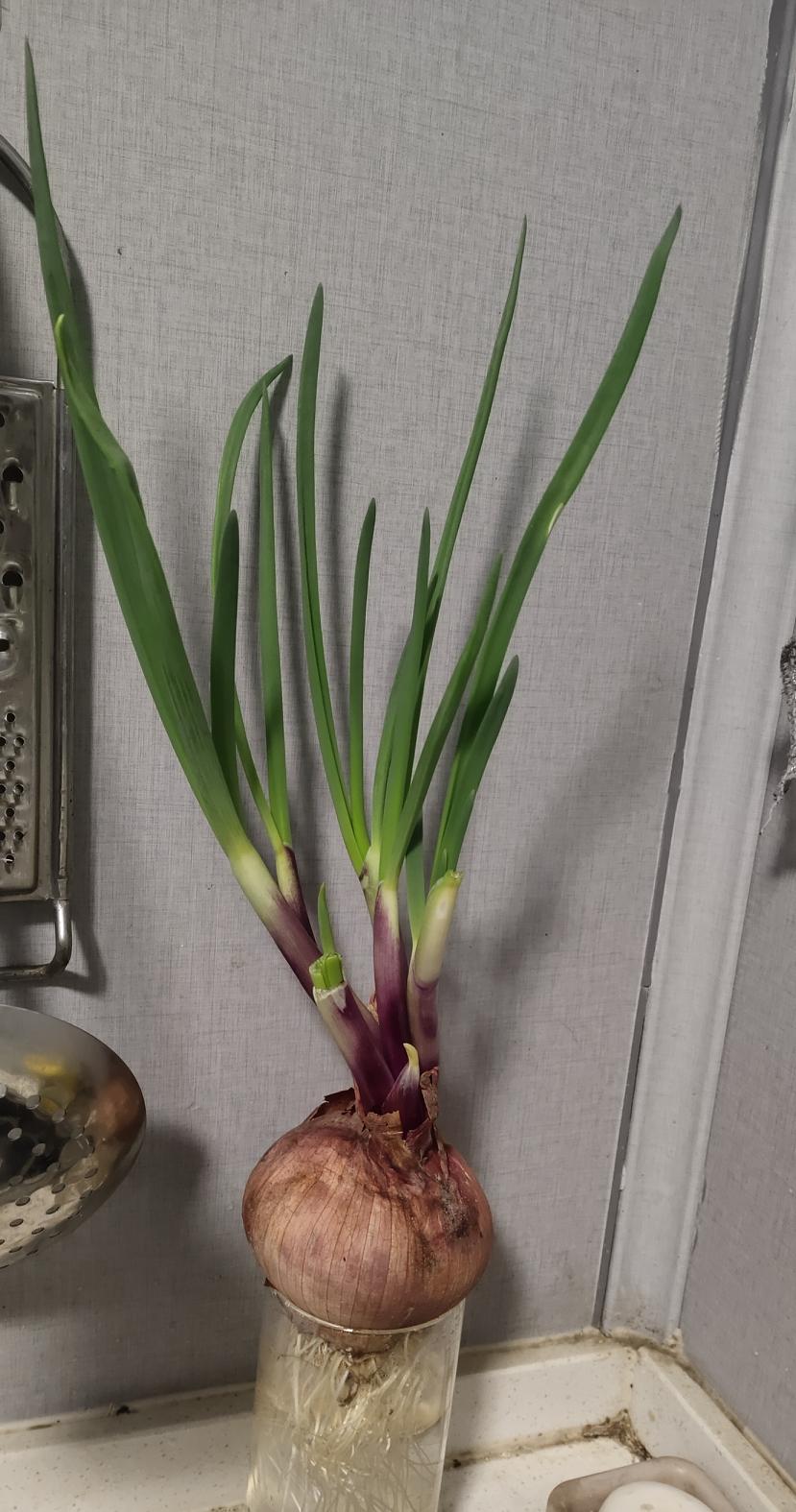 去菜市场捡菜，有第一次，就有无数次。
开始是因为买的洋葱多了，吃不及发芽了。我们