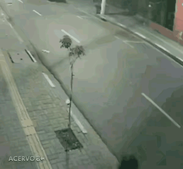 一个女子走在大街上，看了一棵小树有一人多高了，她就伸手把小树折断，扬长而去。
