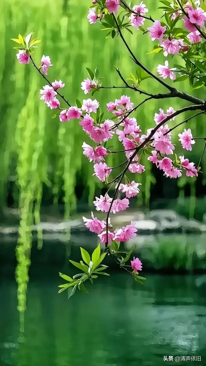 《采桑子·心畅福长》

心怀畅意风光好，
鸟语悠扬。
草色芬芳，
岁岁晴和景自良