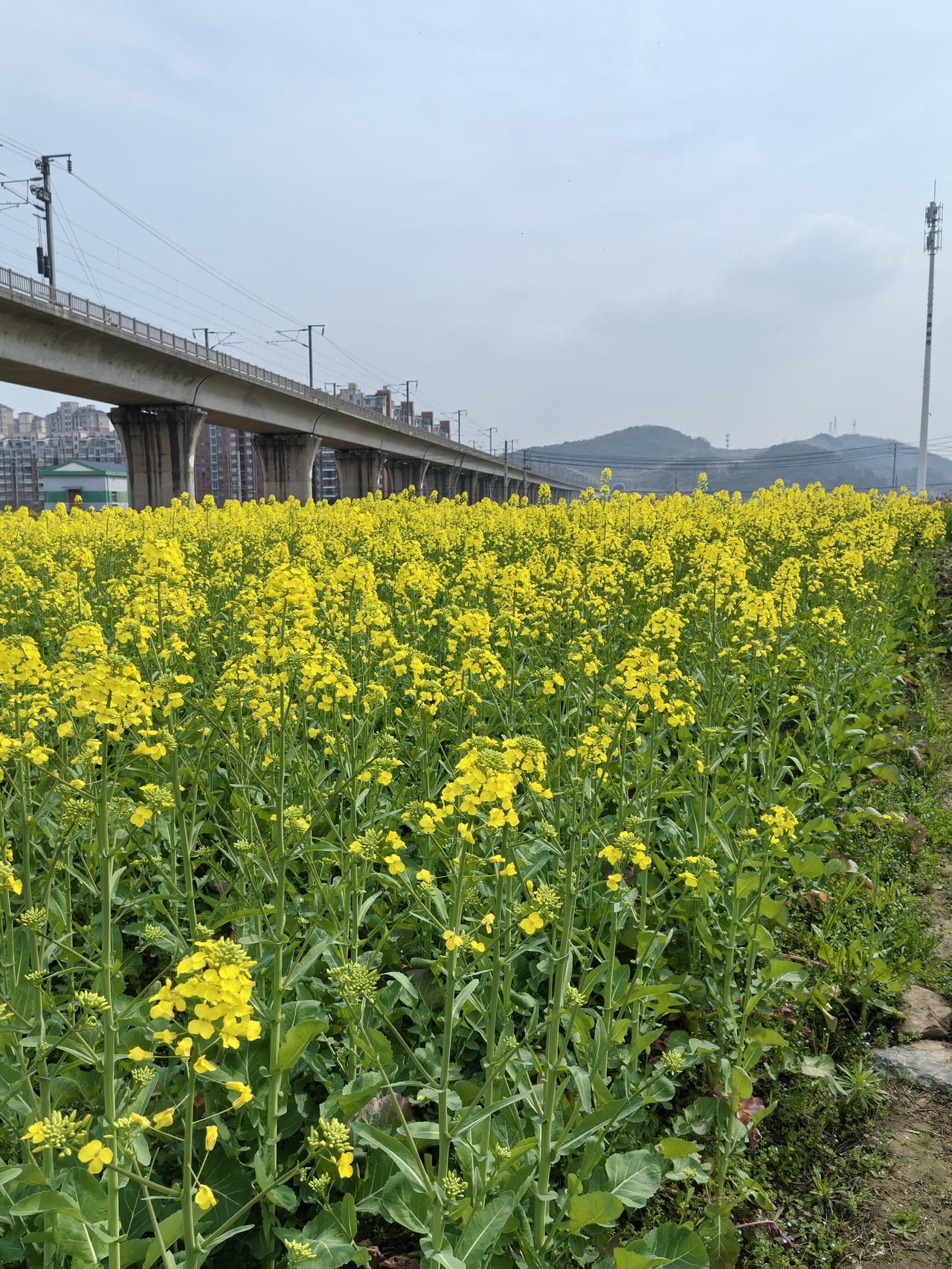 3月5日惊蛰，武汉第一批油菜花开啦！在东西湖区杜公湖国家湿地公园，成片油菜花层层