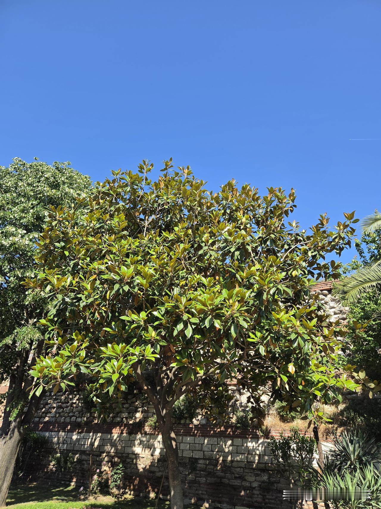 北纬41度，比北京还高一度，却有这样的亚热带植物