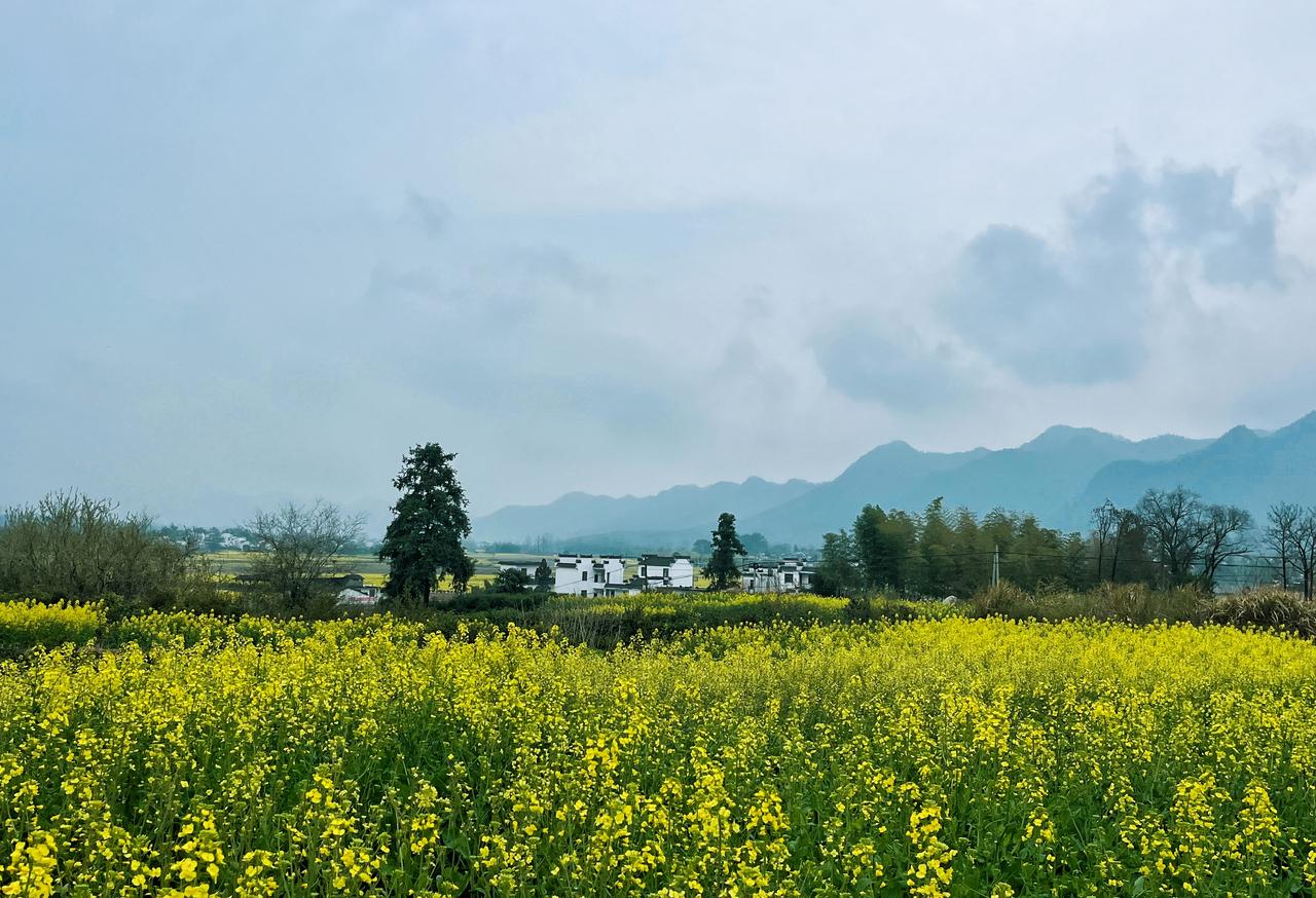【原创】
到了油菜花的季节
徽州的每一个村落都是美的
这是我们村……
油菜花 皖