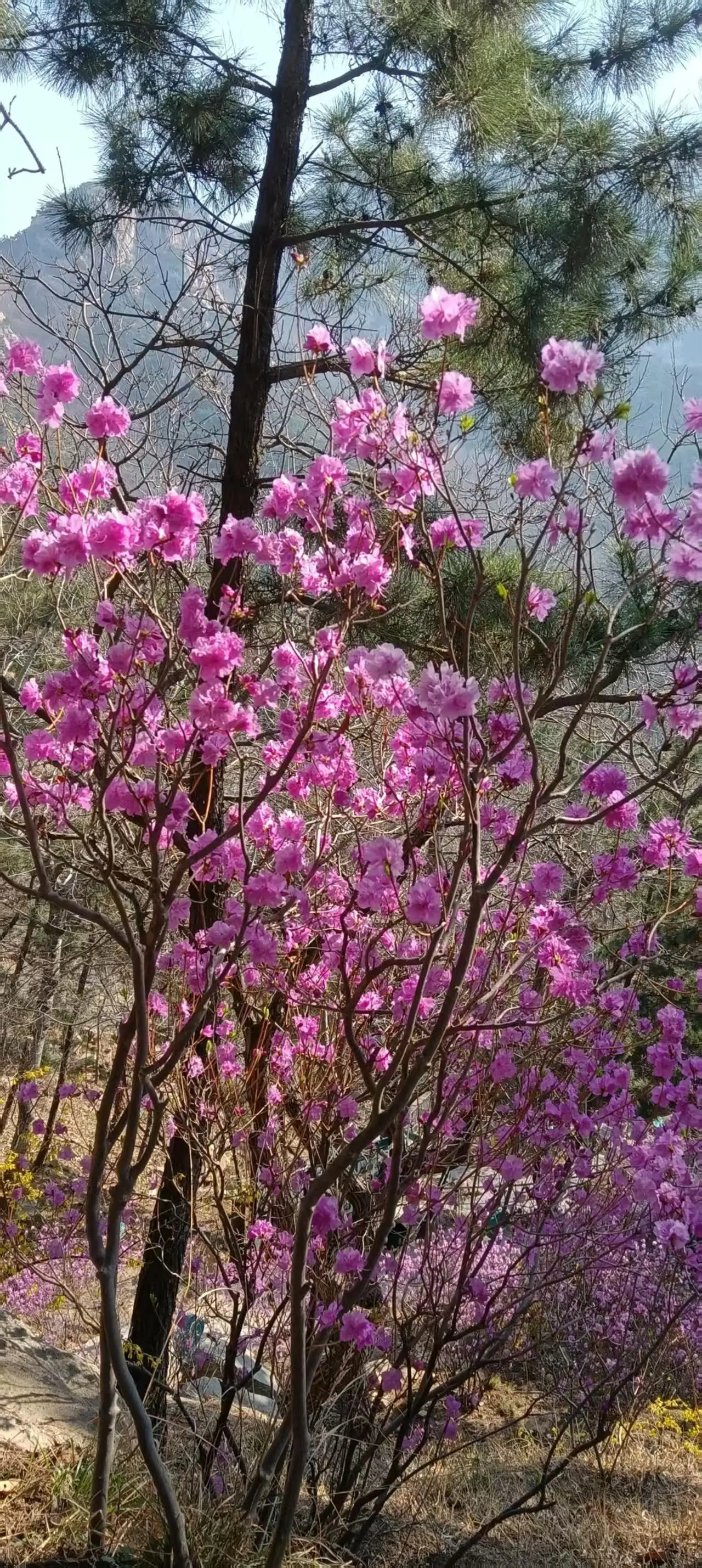 踏青罗山森林公园。大美罗山，山花烂漫，满山遍野的野生杜鹃花已进入盛花期...