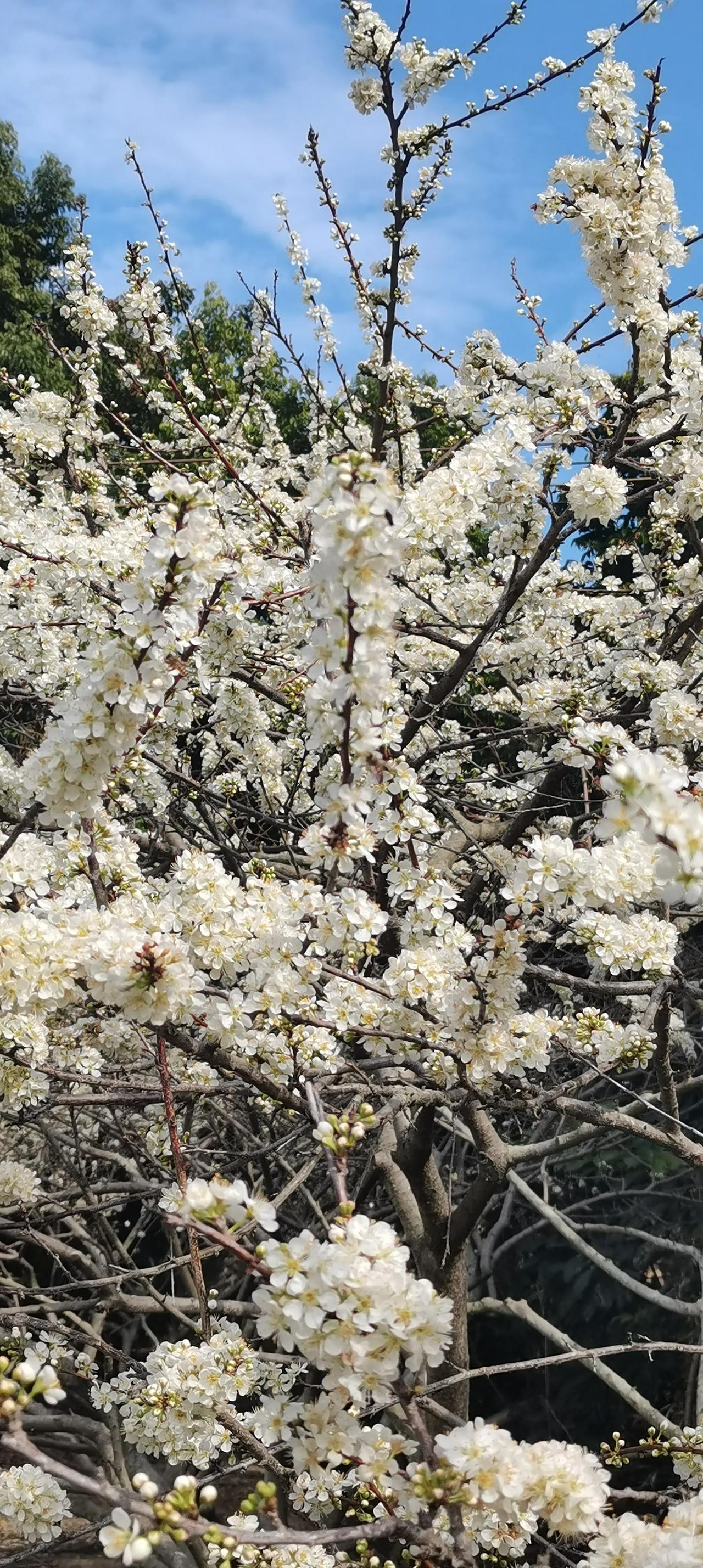 来惠州看李花

白得像雪

没令我失望

10元一根的甘蔗，自己选，自己砍，甜