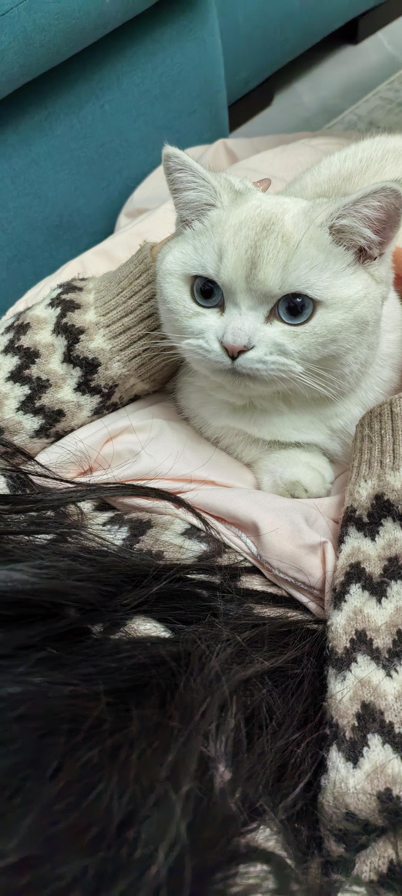 我家猫叫雪糕那简直就是个“夜猫子运动员”！一到晚上就开启疯狂跑酷模式，在屋里上蹿