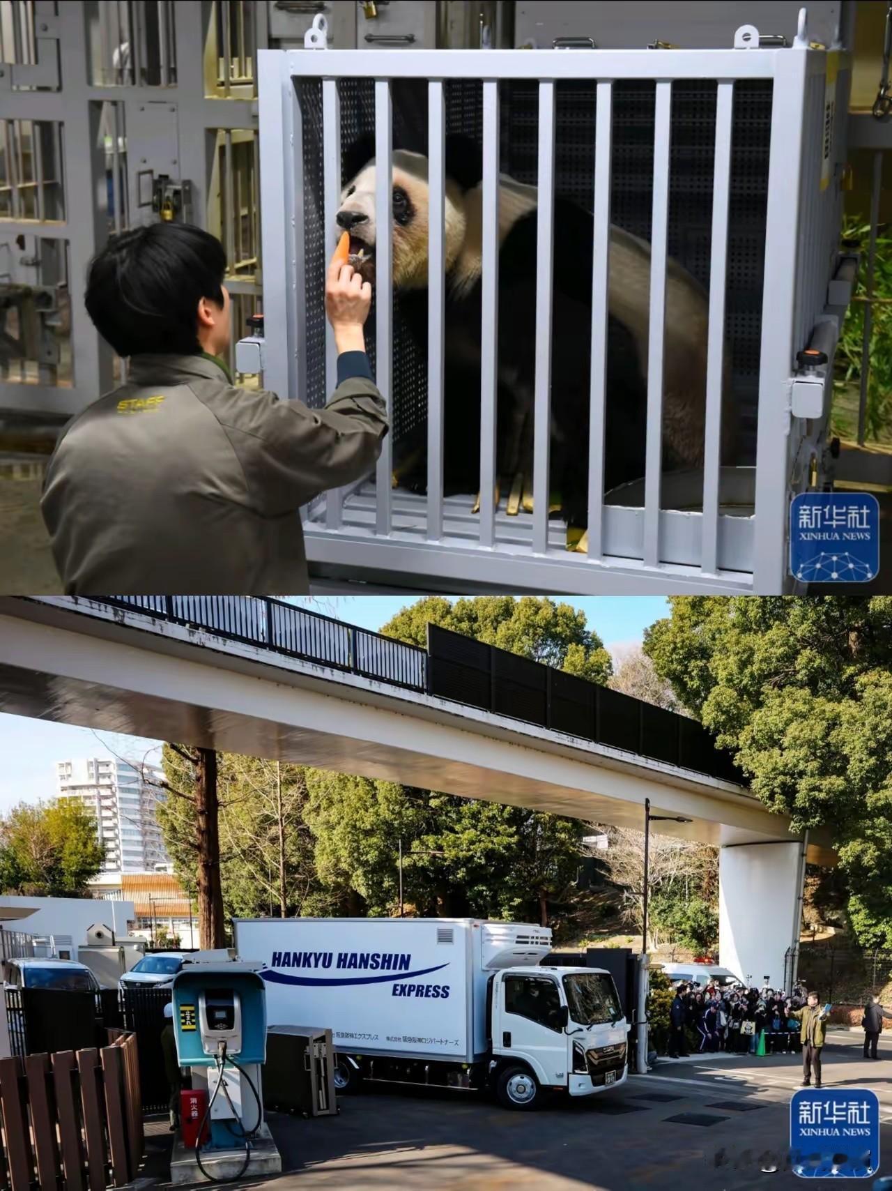 有骨气的“猫”

熊猫晓晓和蕾蕾回国这事儿，也太让人开心了！离开日本的时候头都不