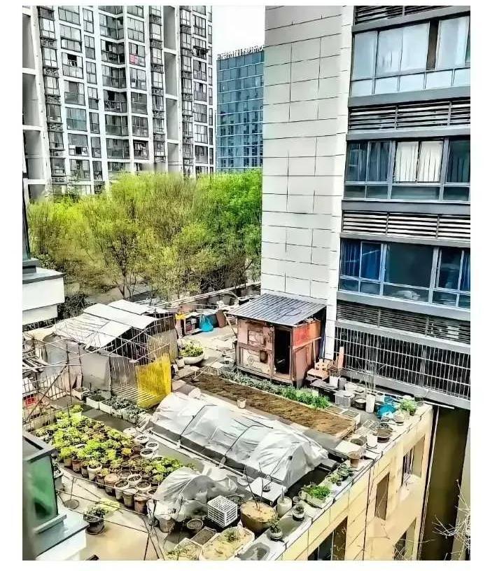 网友：小区都弄成这样了，物业难道不管吗？