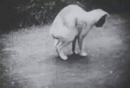 1952年，在日本发生一系列怪事，有5万多只猫跳海自杀，却没有引起重视。最终由于