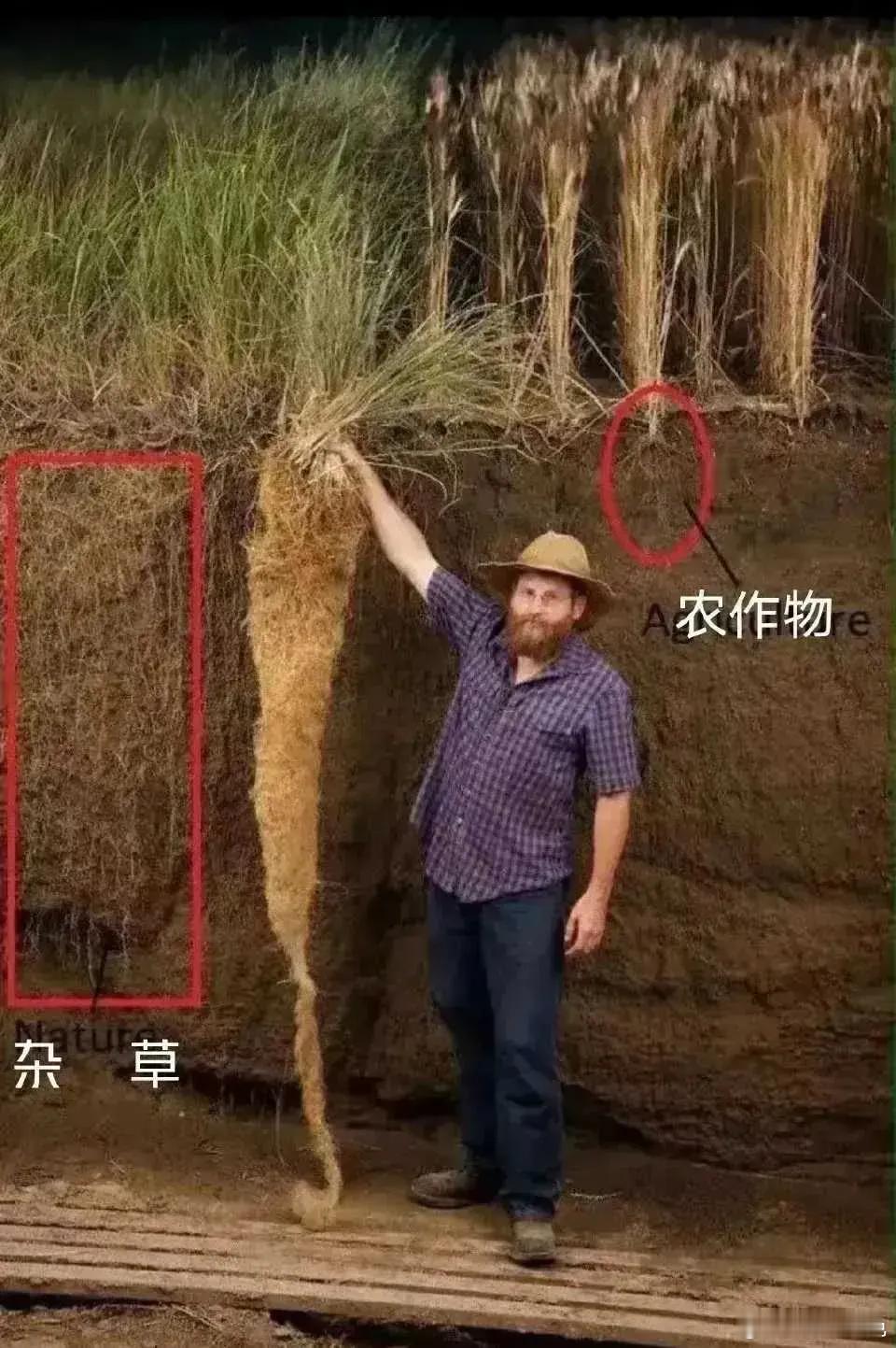 杂草的生命力不是一般的强 ​​​