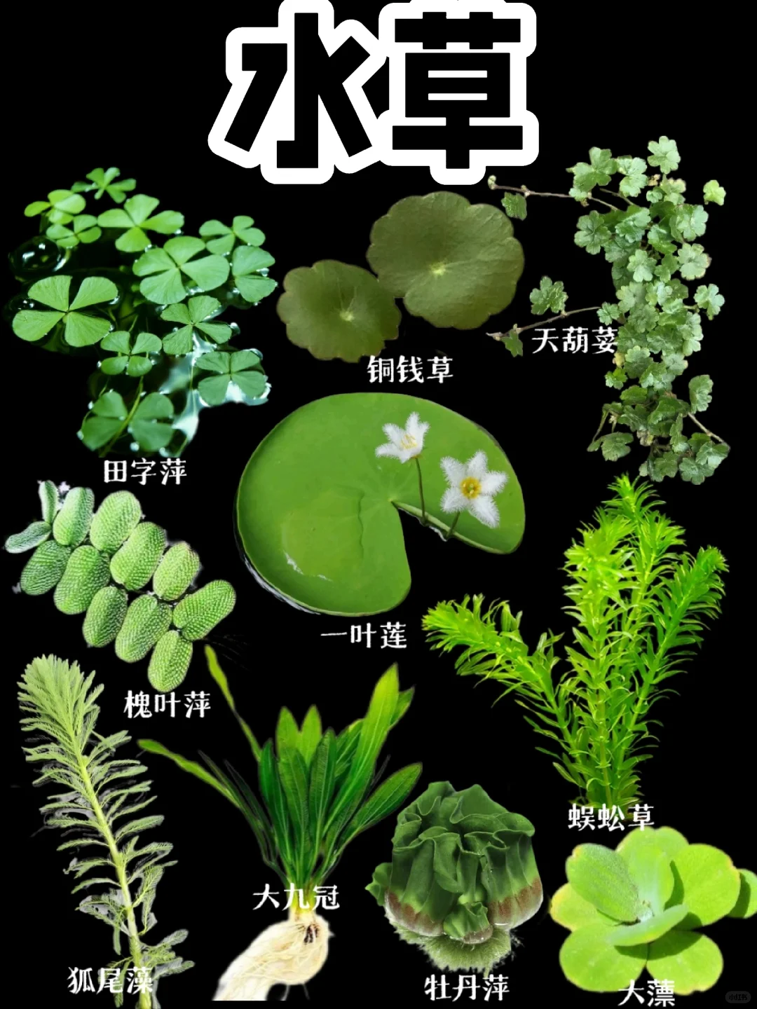 【水草】鱼缸里的植物你认识多少？