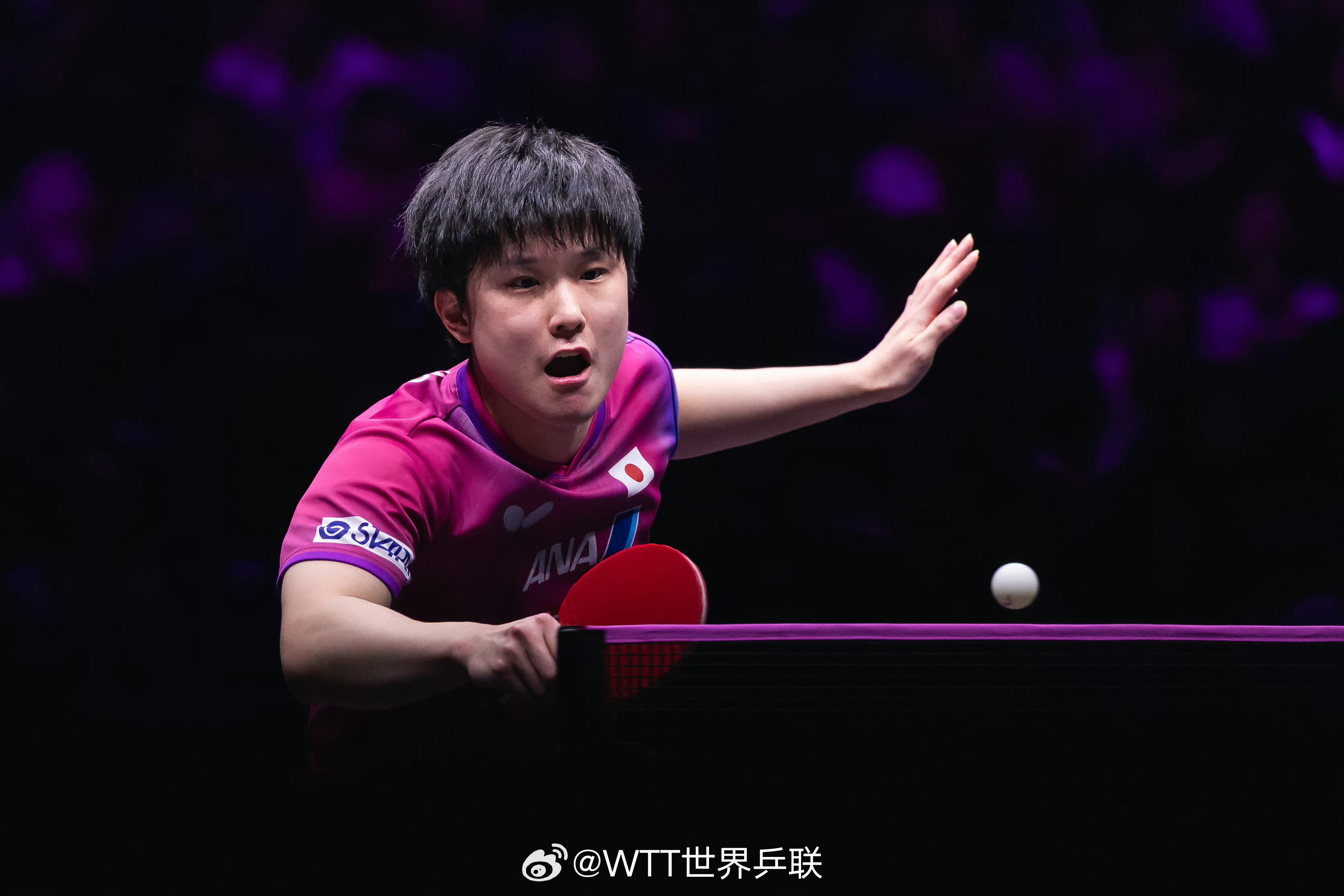 张本智和张本智和wtt重庆冠军赛2026 📷男单QF图集cr:wtt 