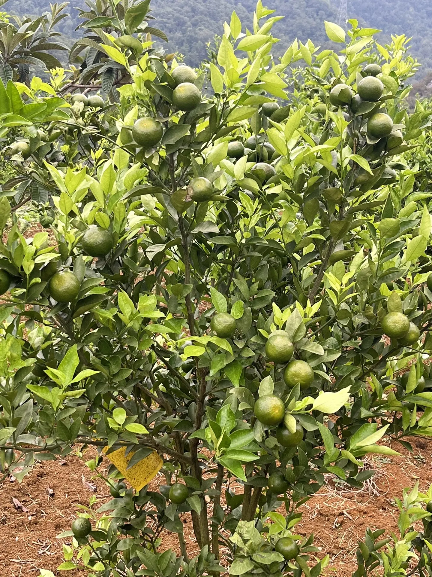 自家果园 丰收的季节硕果累累 原生态水果 橘子🍊 收获的季节