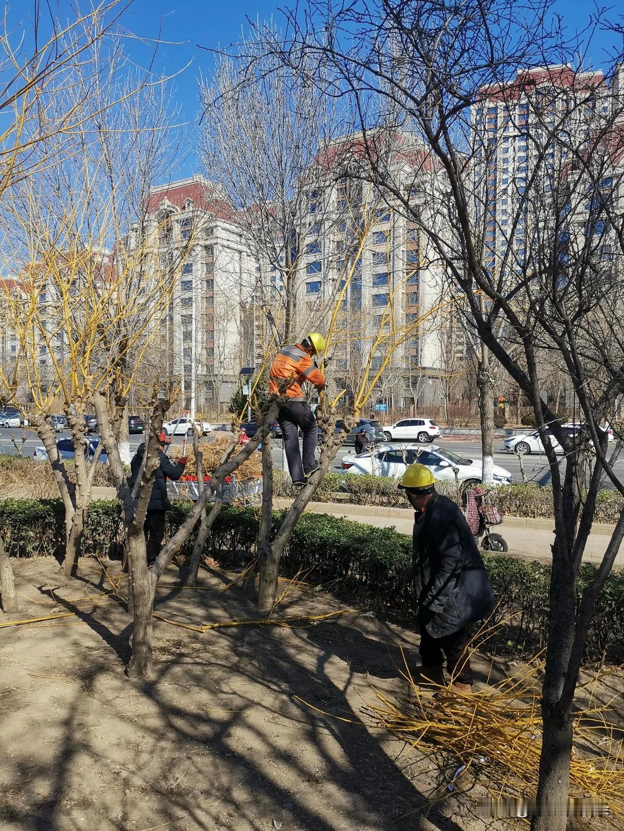 今天在去天津市红桥区桃花堤的路上，看到几名园林工人正在剪树杈，他们把去年刚长出来