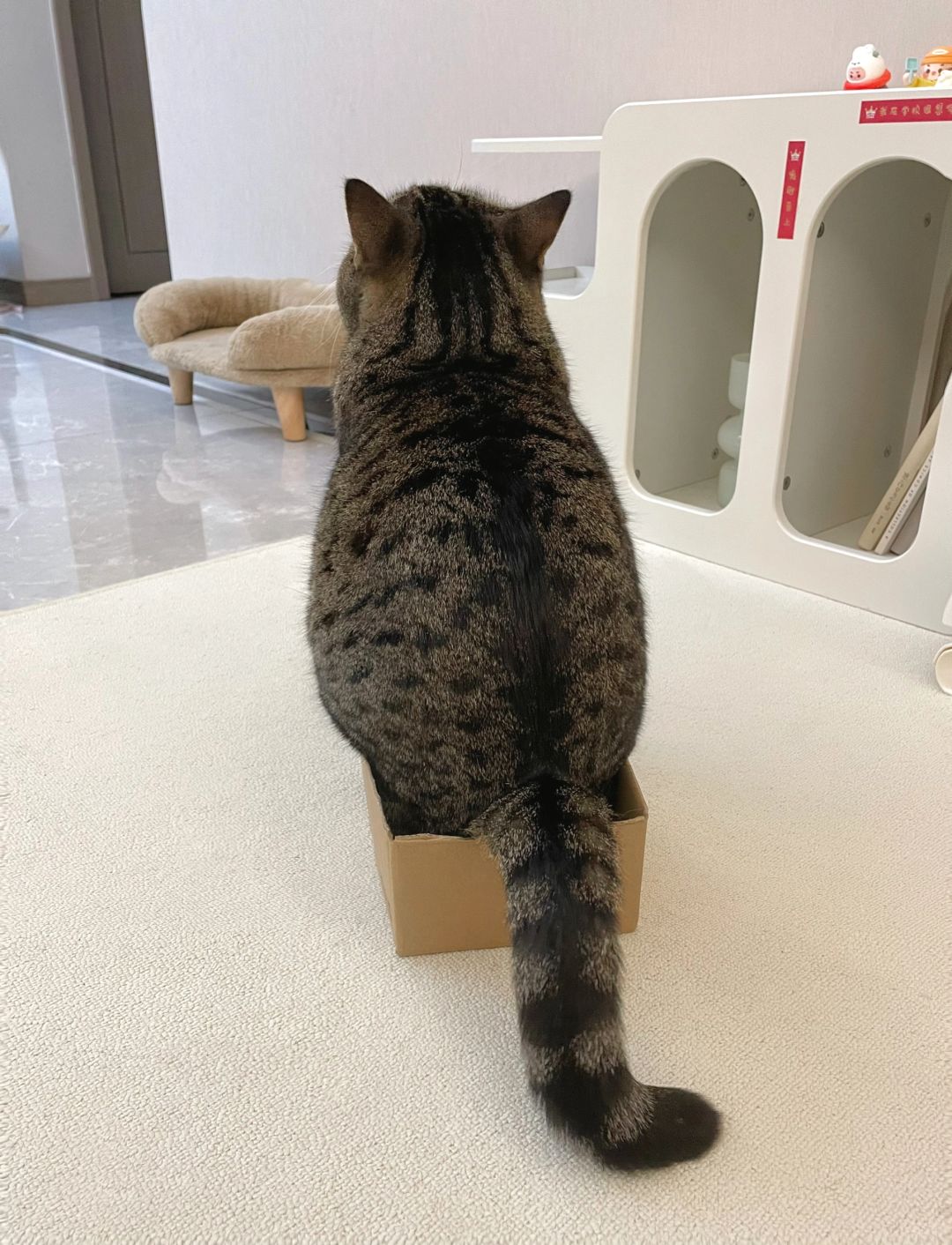 猫猫离开了纸箱就不能活了是吗🤣
