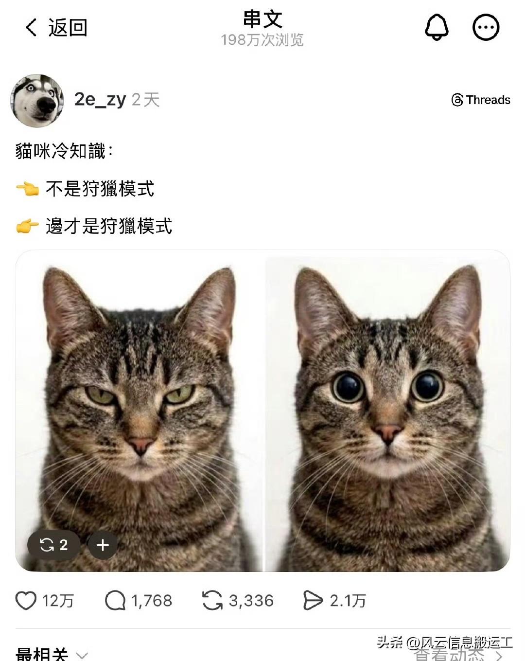 猫咪冷知识：

左边不是狩猎模式
右边边才是狩猎模式